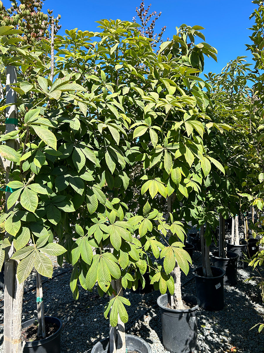 Common Buckeye - Aesculus flava