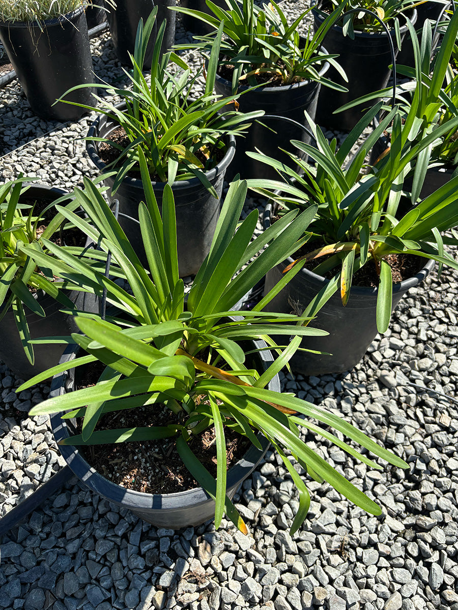 Peter Pan Lily of the Nile - Agapanthus 'Peter Pan' (Light Blue)