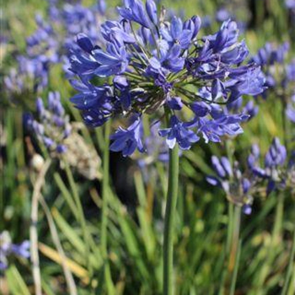 Black Pantha Lily of the Nile - Agapanthus 'Black Pantha' (Dark Violet)