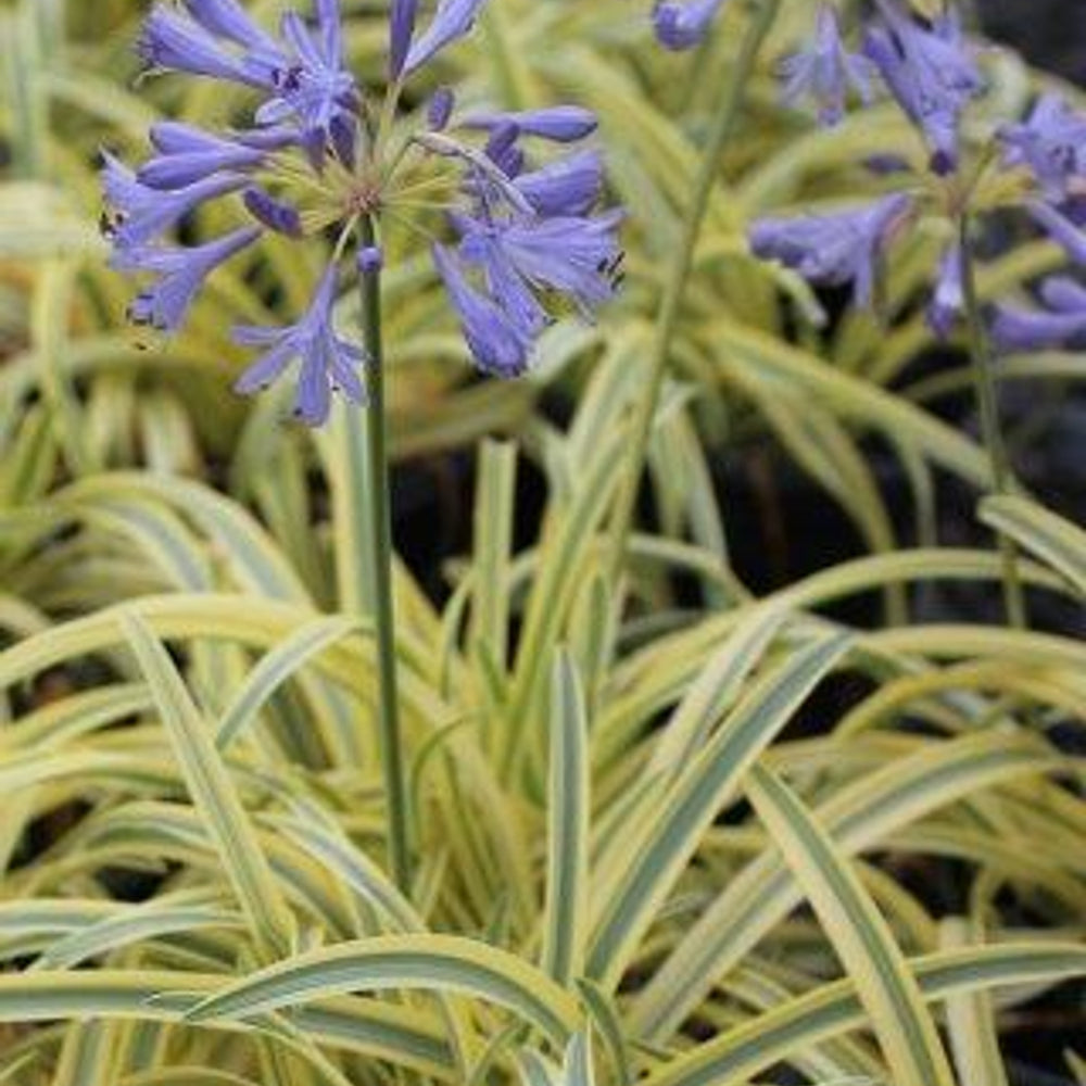 Summer Gold Lily of the Nile - Agapanthus Summer Gold (Light Blue)