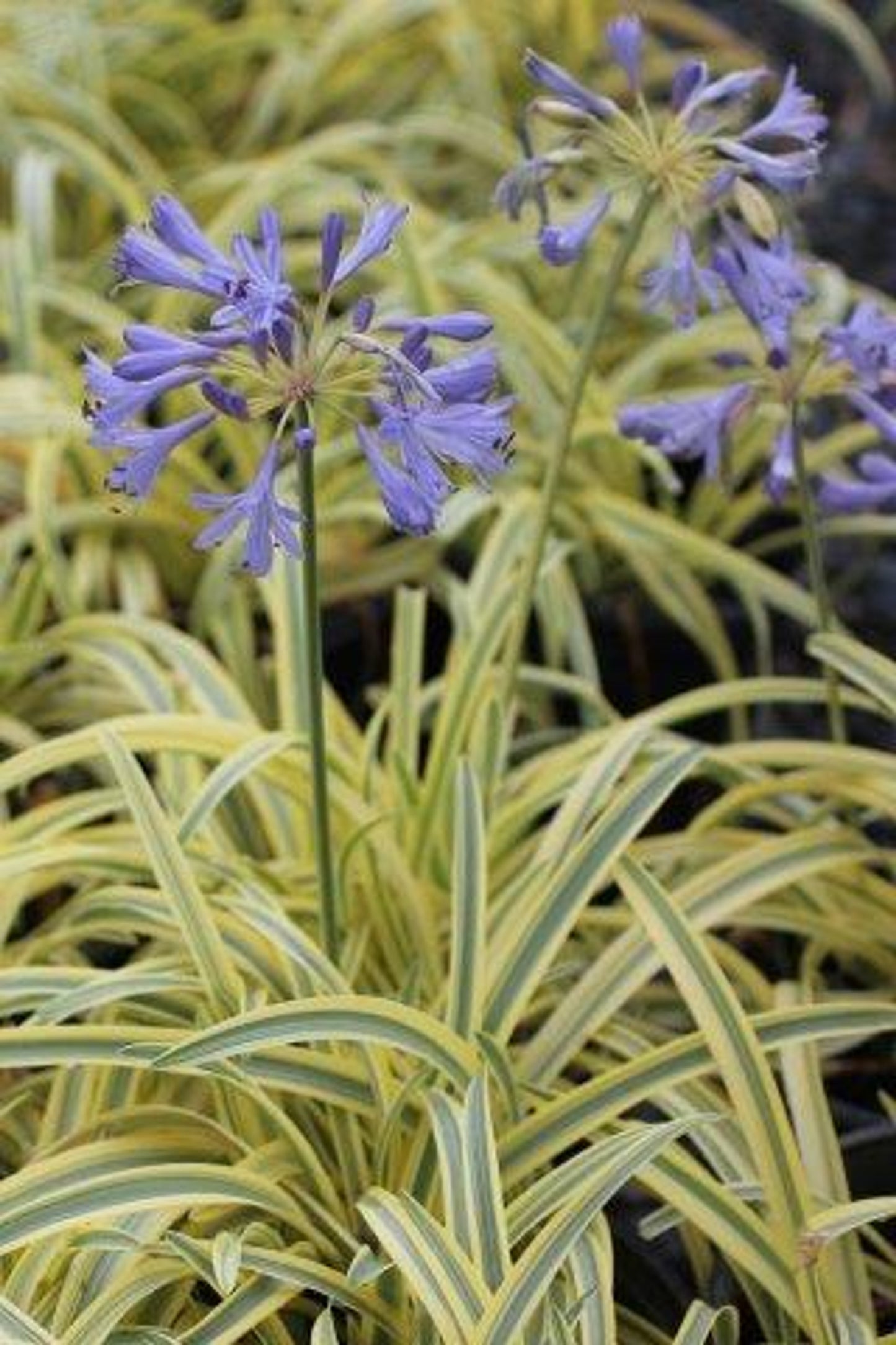 Summer Gold Lily of the Nile - Agapanthus Summer Gold (Light Blue)