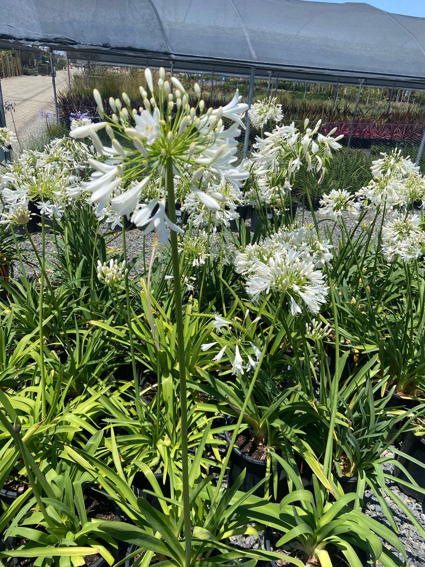 agapanthus lily of the nile white Queen Anne White Lily of the Nile - Agapanthus 'Queen Anne' White