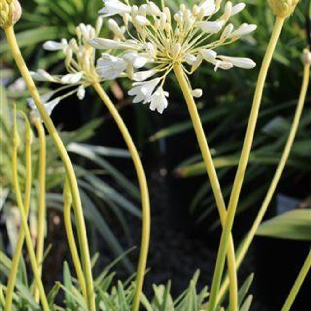 White Peter Pan Lily of the Nile - Agapanthus 'Peter Pan Alba' (White)