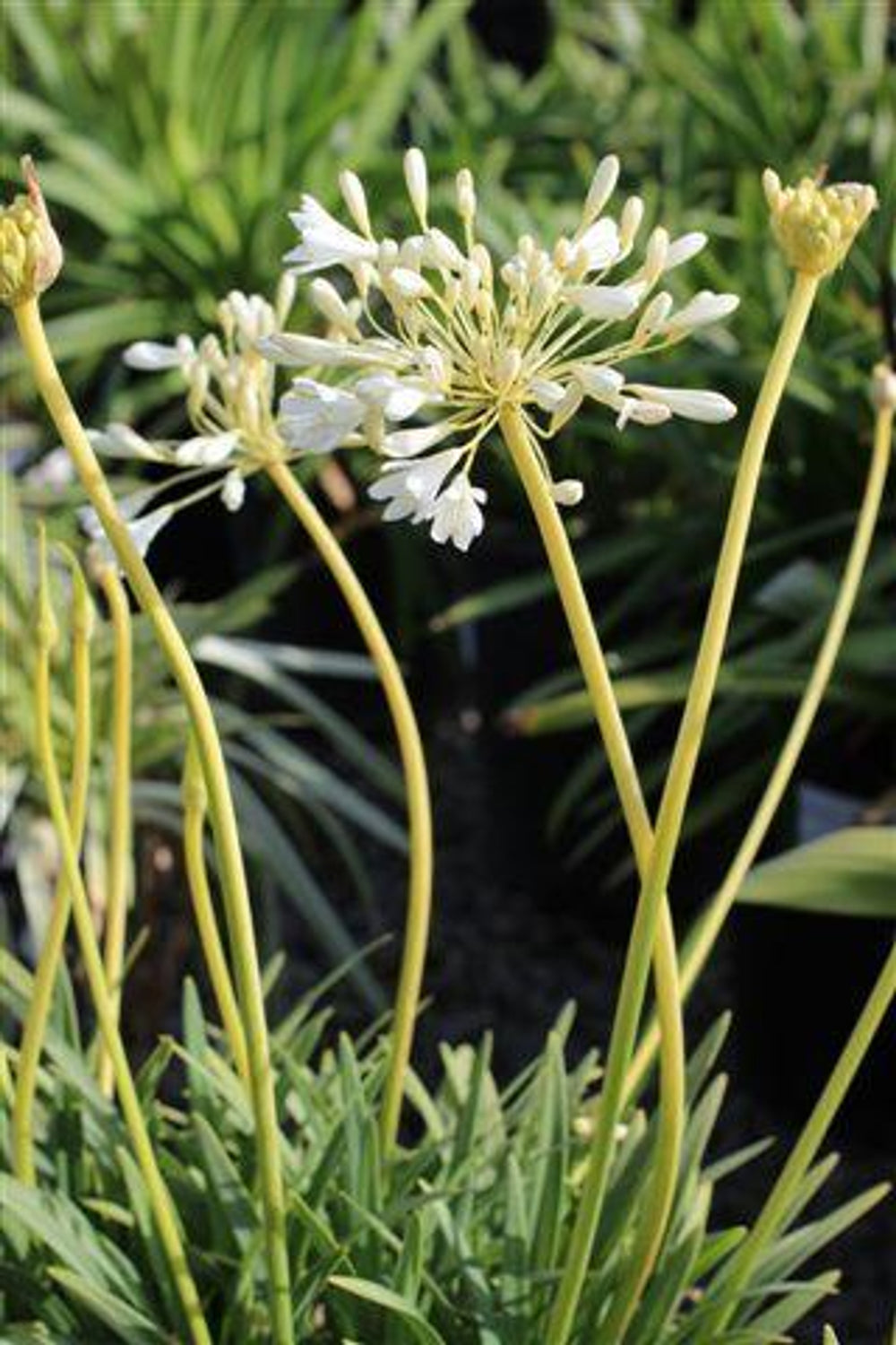 White Peter Pan Lily of the Nile - Agapanthus 'Peter Pan Alba' (White)