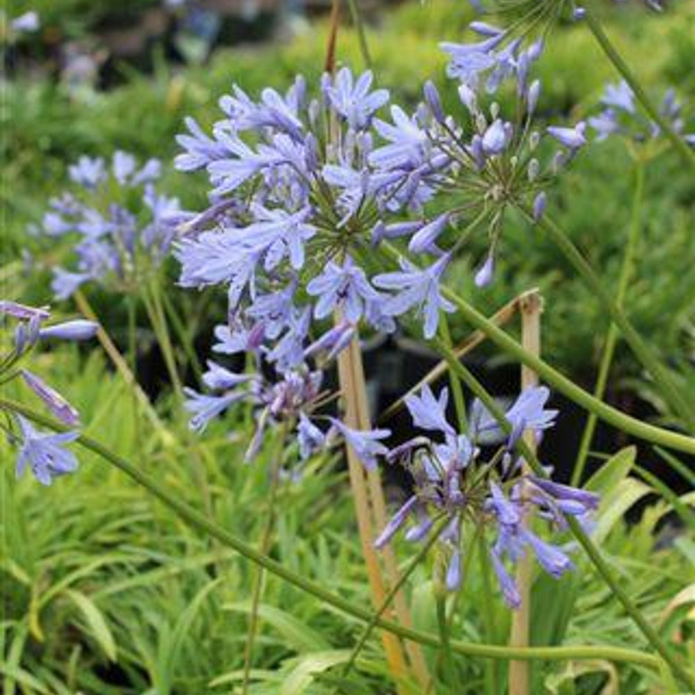 Queen Anne White Lily of the Nile - Agapanthus 'Queen Anne' (Blue)
