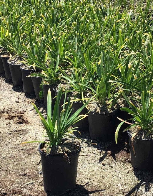 Storm Cloud Lily of the Nile - Agapanthus 'Storm Cloud' (Dark Blue)