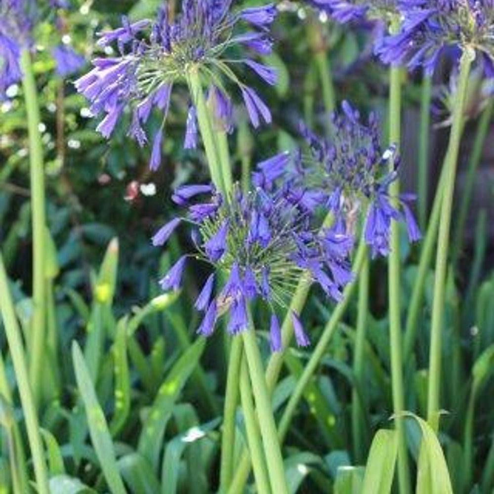 Storm Cloud Lily of the Nile - Agapanthus 'Storm Cloud' (Dark Blue)