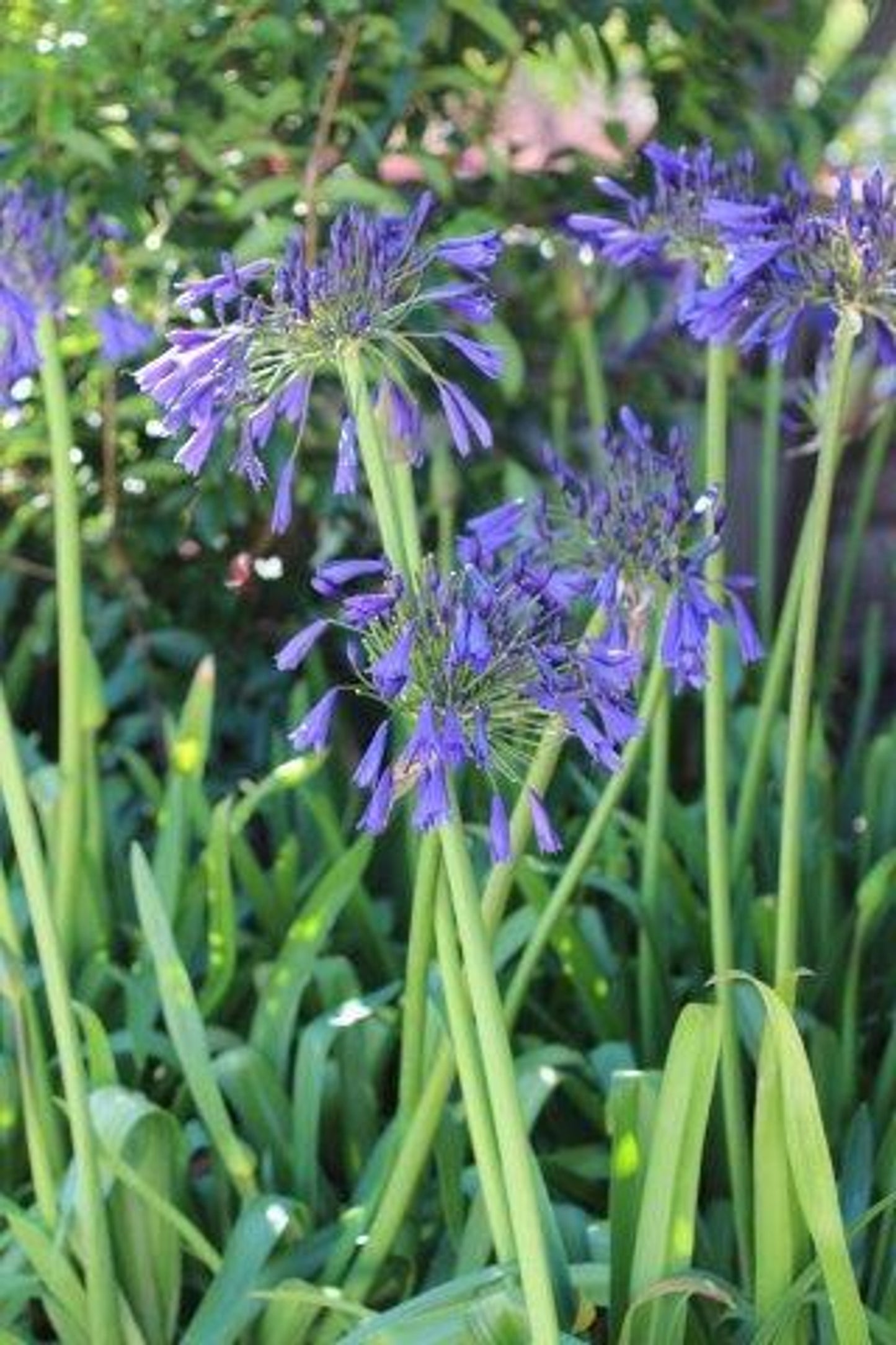 Storm Cloud Lily of the Nile - Agapanthus 'Storm Cloud' (Dark Blue)