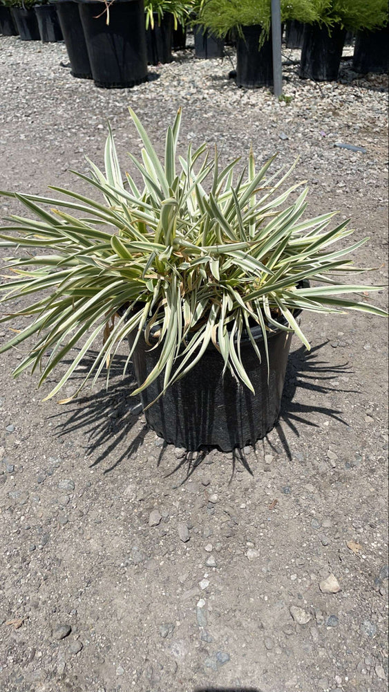 Tinkerbell Lily of the Nile - Agapanthus 'Tinkerbell' (Light Blue)