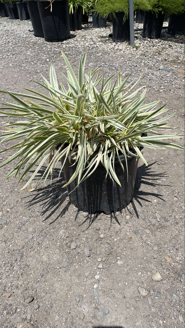 Tinkerbell Lily of the Nile - Agapanthus 'Tinkerbell' (Light Blue)