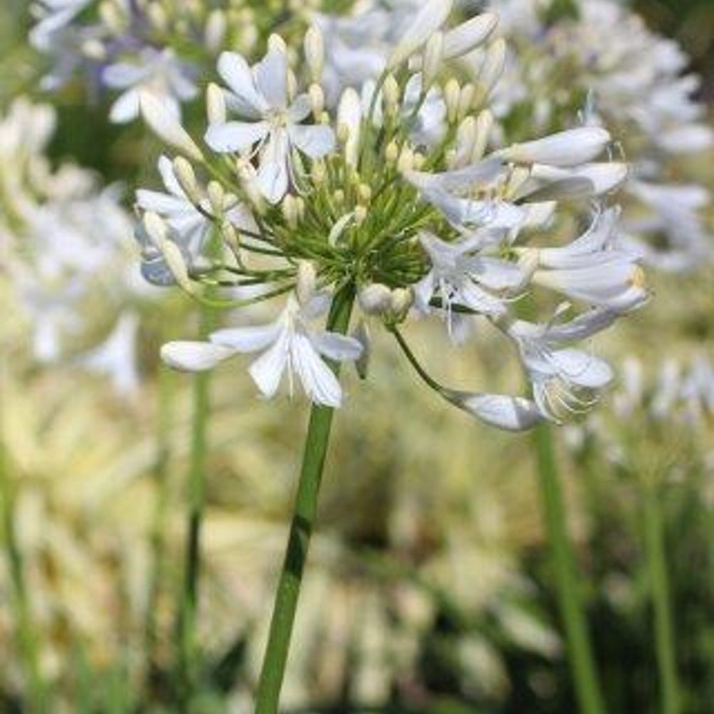 White Lily of the Nile - Agapanthus africanus 'Albus'