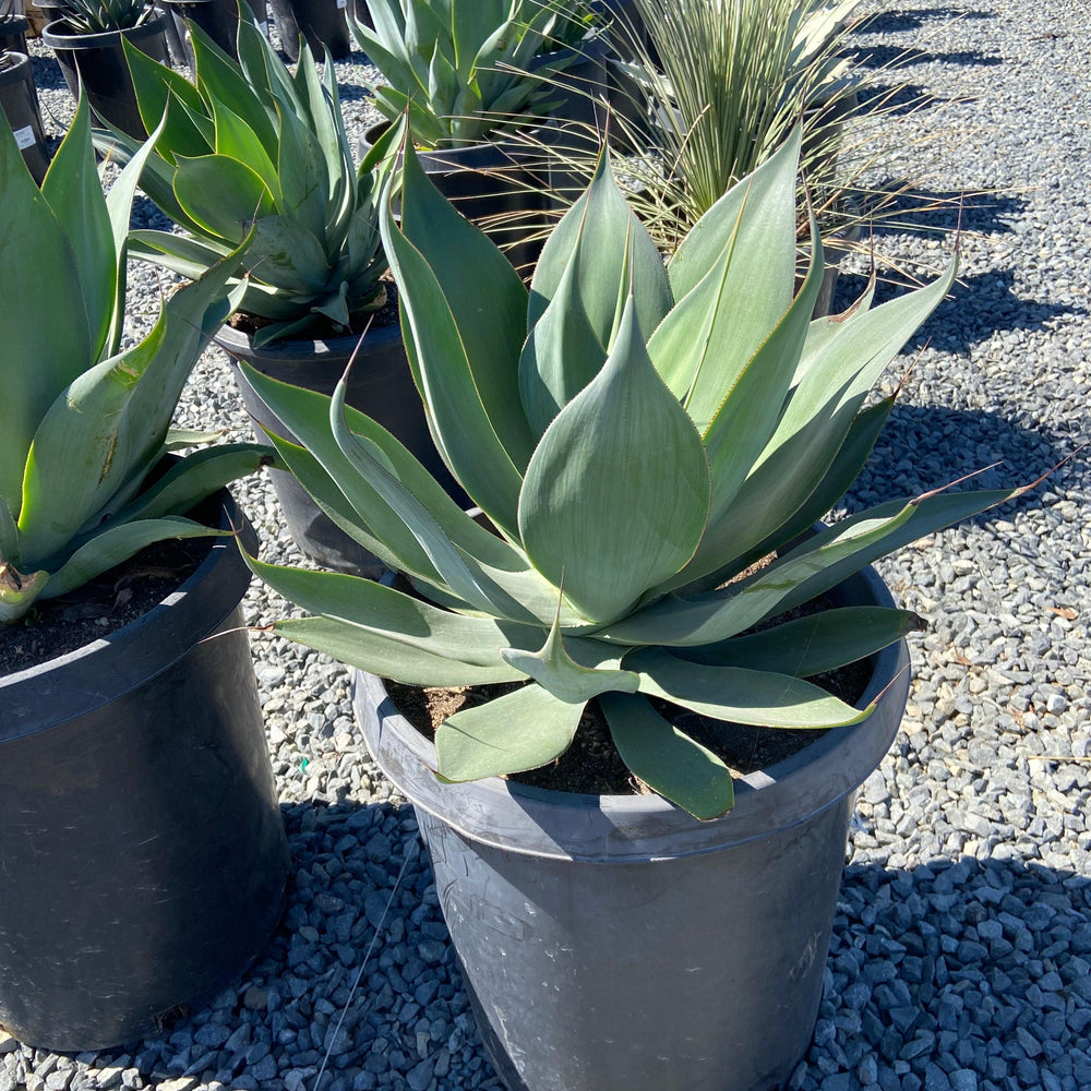 
                      
                        Blue Flame Agave - Pulled Nursery
                      
                    