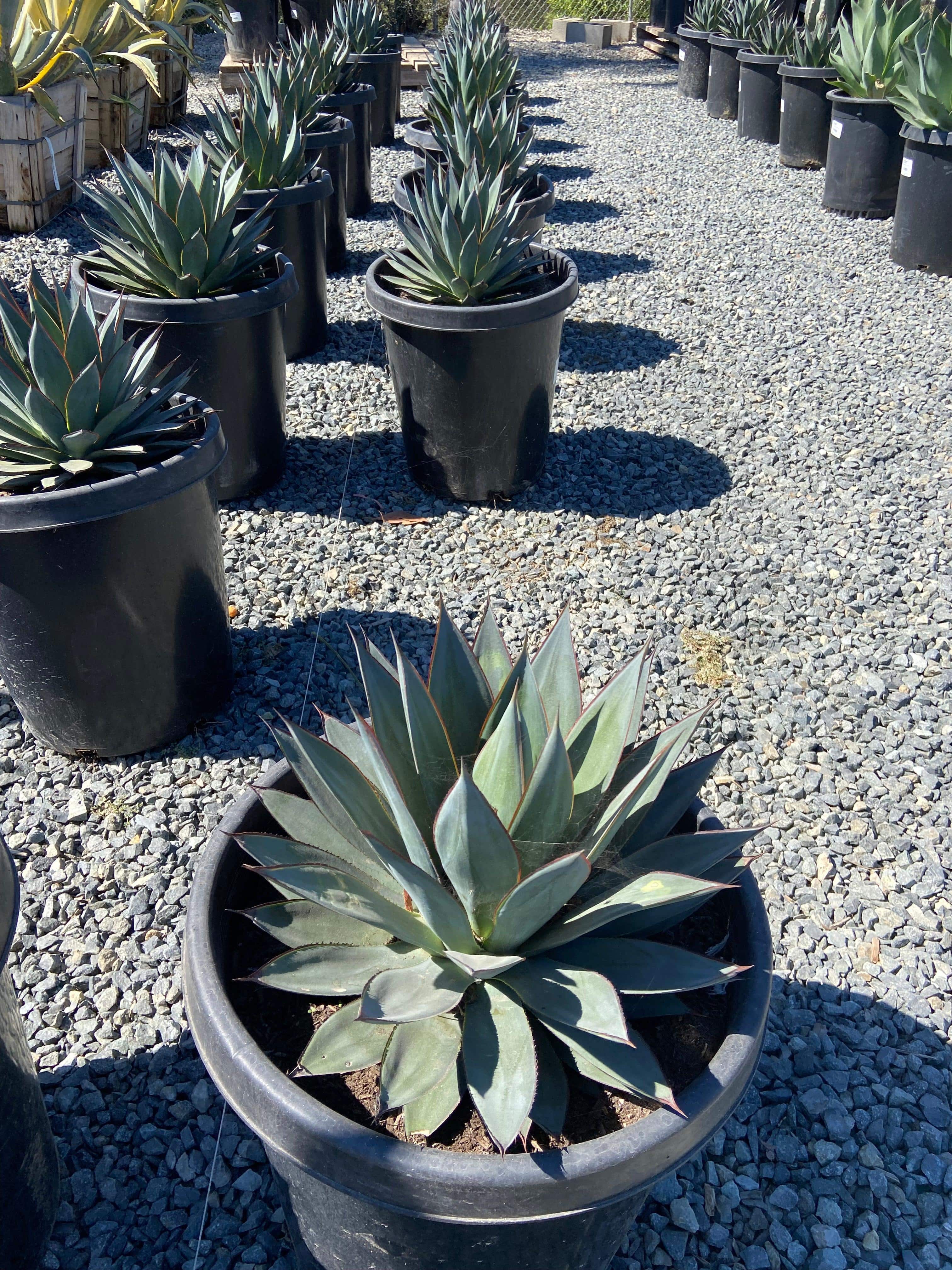 アガベ Agave Blue Glow ,variegata 219 Shop 'Agave Blue Glow' - Care and Growing Guide | Planet Desert