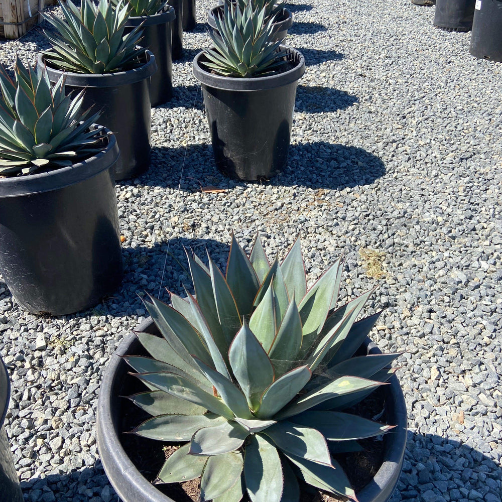 
                      
                        Blue Glow Agave - Agave Blue Glow - Pulled Nursery
                      
                    