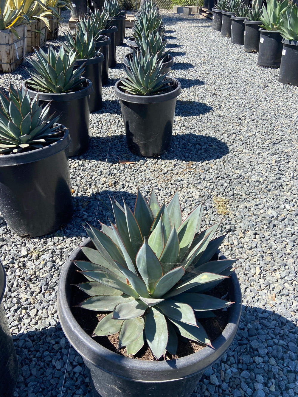 agave blue glow succulent Agave Blue Glow 15 Gal