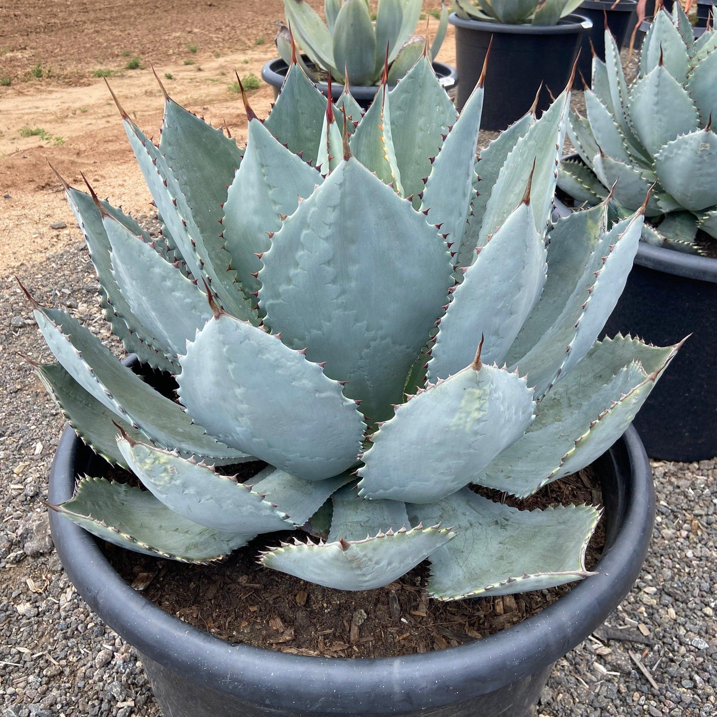 Dragon Toes Agave - Agave pygmaea 'Dragon Toes - Pulled Nursery