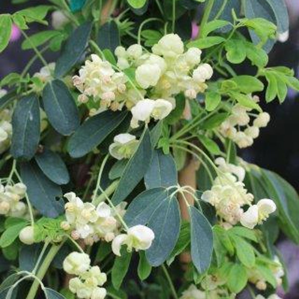 Chocolate Vine - Akebia quinata 'Alba'