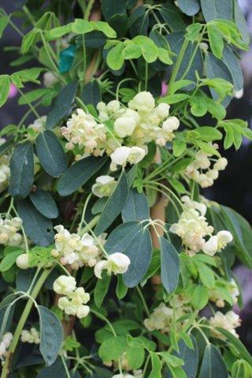 Chocolate Vine - Akebia quinata 'Alba'