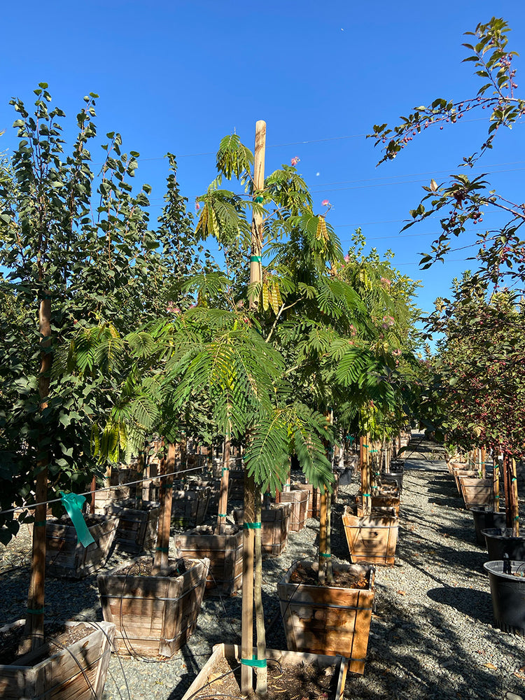 Persian Silk Tree - Albizia Julibrissin