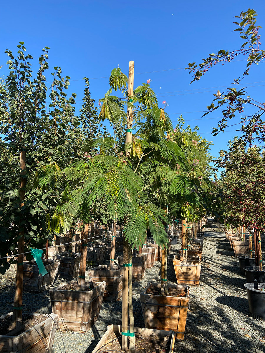 Persian Silk Tree - Albizia Julibrissin