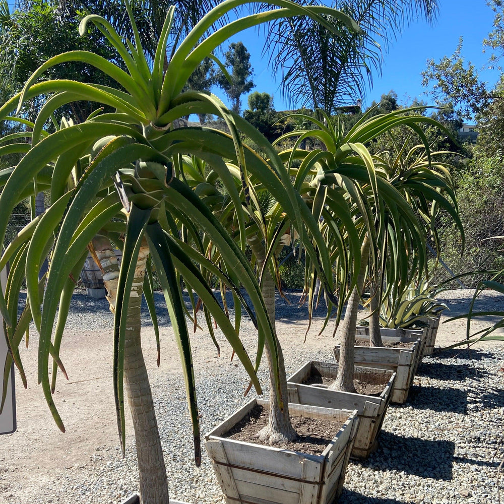 most expensive aloe vera plant Tree Aloe (Aloe barberae) – Yardwork