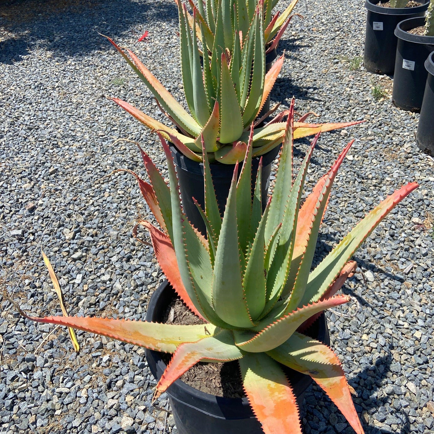 Tangerine Aloe - Aloe arborescens x ferox 'Tangerine' - Pulled Nursery