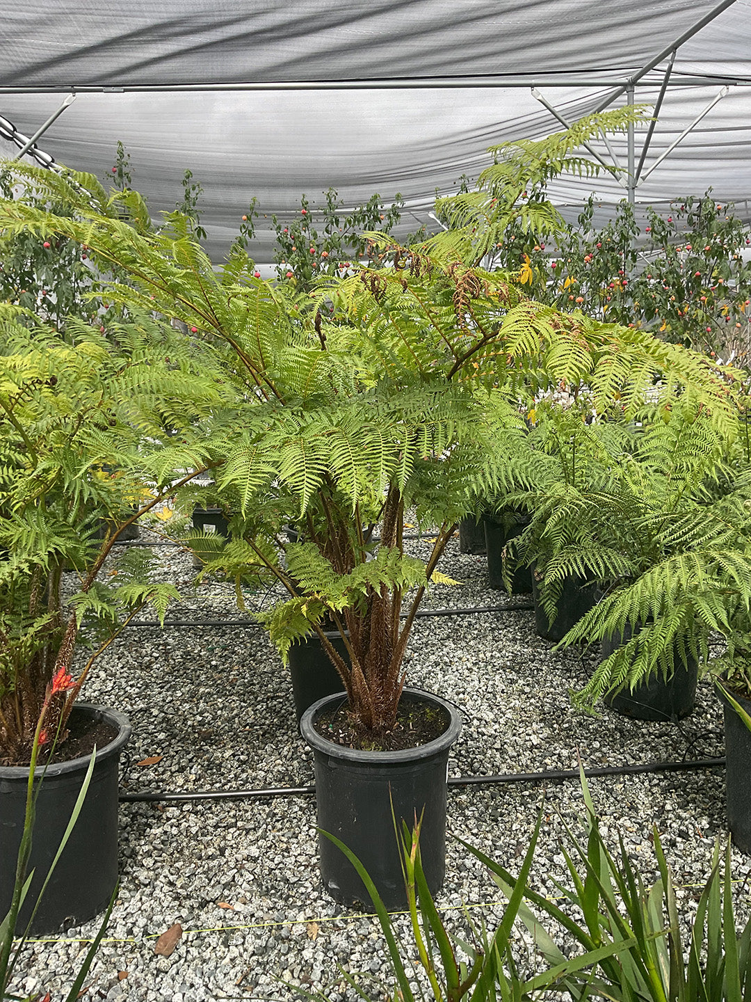 Australian Tree Fern - Alsophila australis