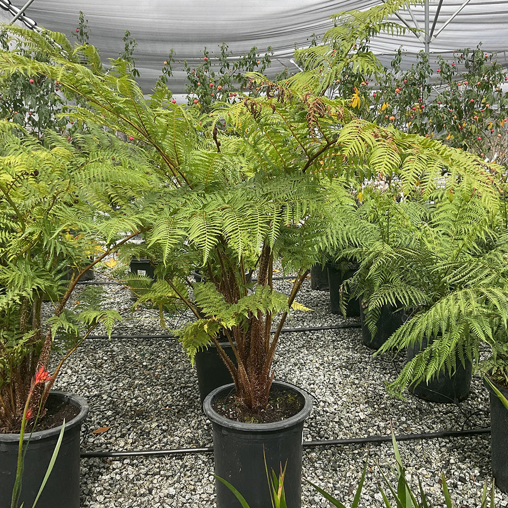 Cyathea (Alsophila) cooperi 'Brentwood'