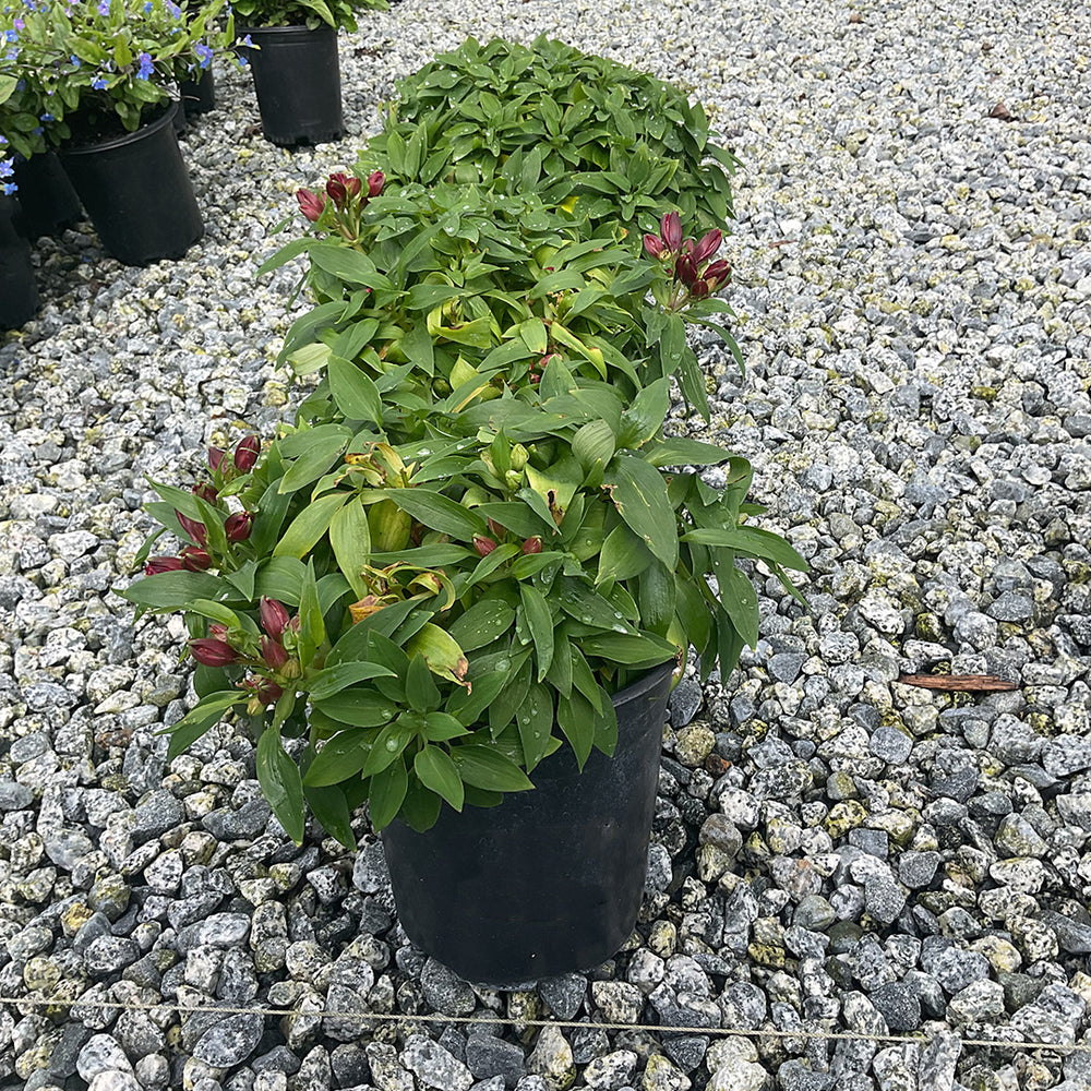 Peruvian Lily - Alstroemeria Oxana