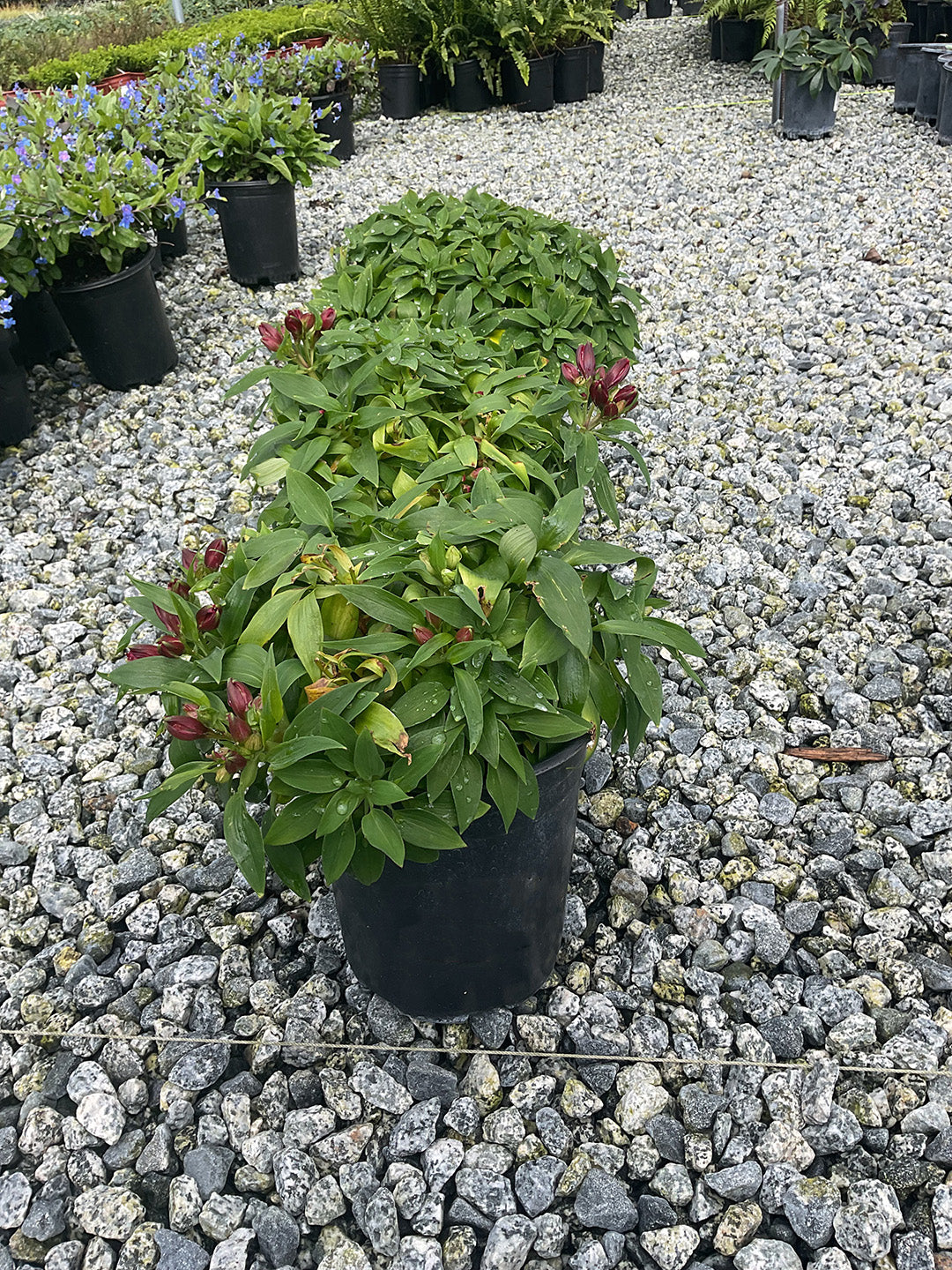 Peruvian Lily - Alstroemeria Oxana