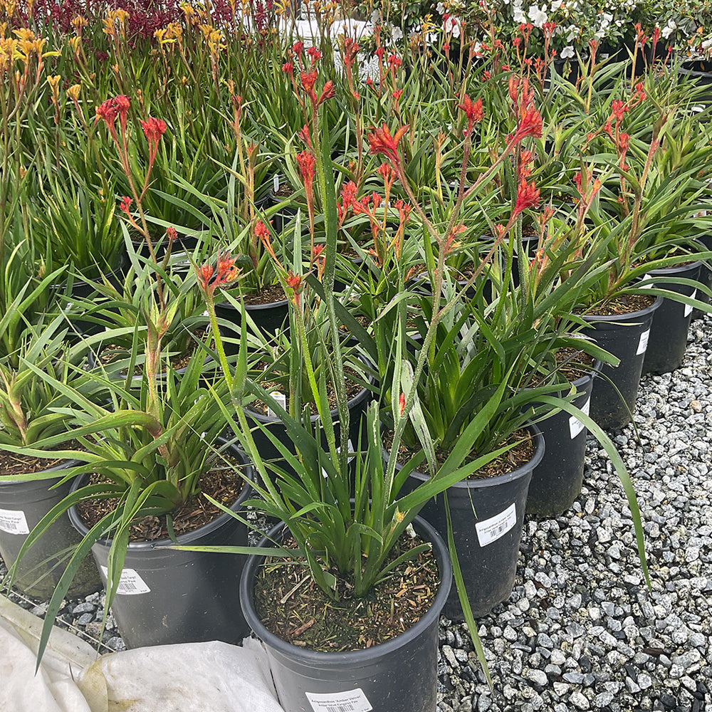 Amber Velvet Kangaroo Paw - Anigozanthos Amber Velvet