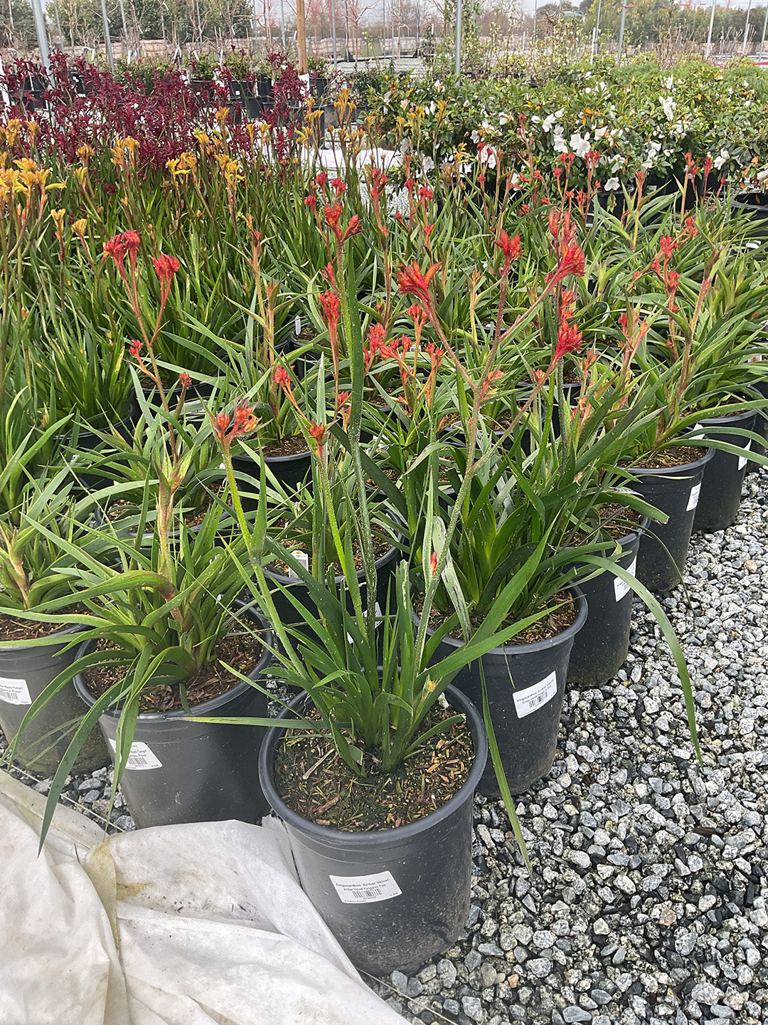 Amber Velvet Kangaroo Paw - Anigozanthos Amber Velvet