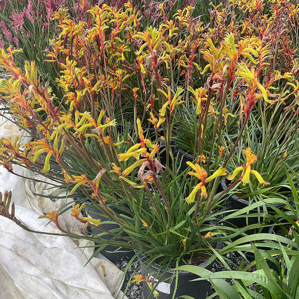 Bush Tenacity Kangaroo Paw - Anigozanthos Bush Tenacity