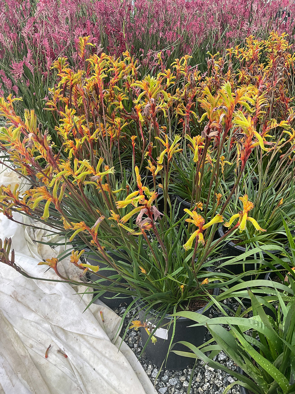 Bush Tenacity Kangaroo Paw - Anigozanthos Bush Tenacity