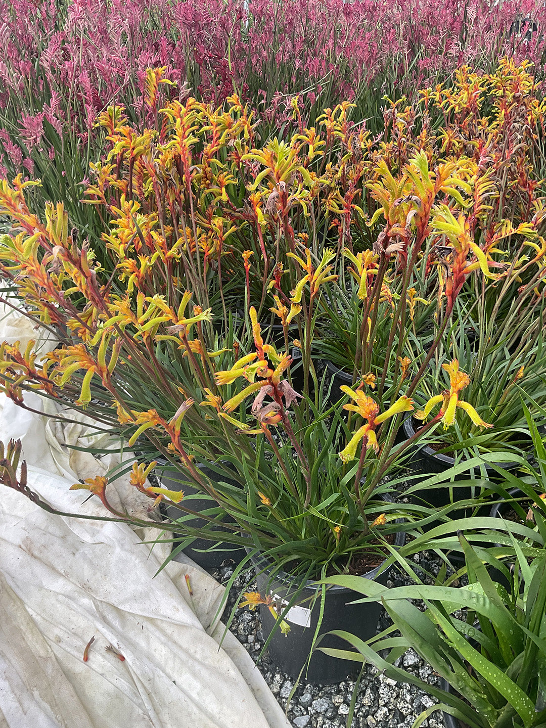 Bush Tenacity Kangaroo Paw - Anigozanthos Bush Tenacity