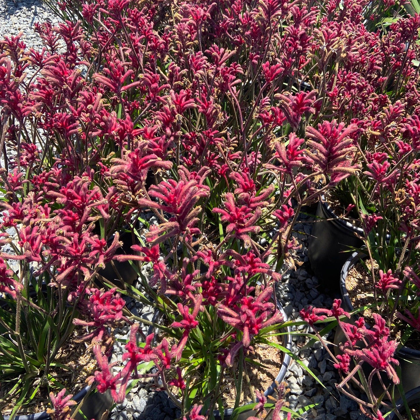 Kanga Burgundy - Anigozanthos 'Kanga Burgundy - Pulled Nursery