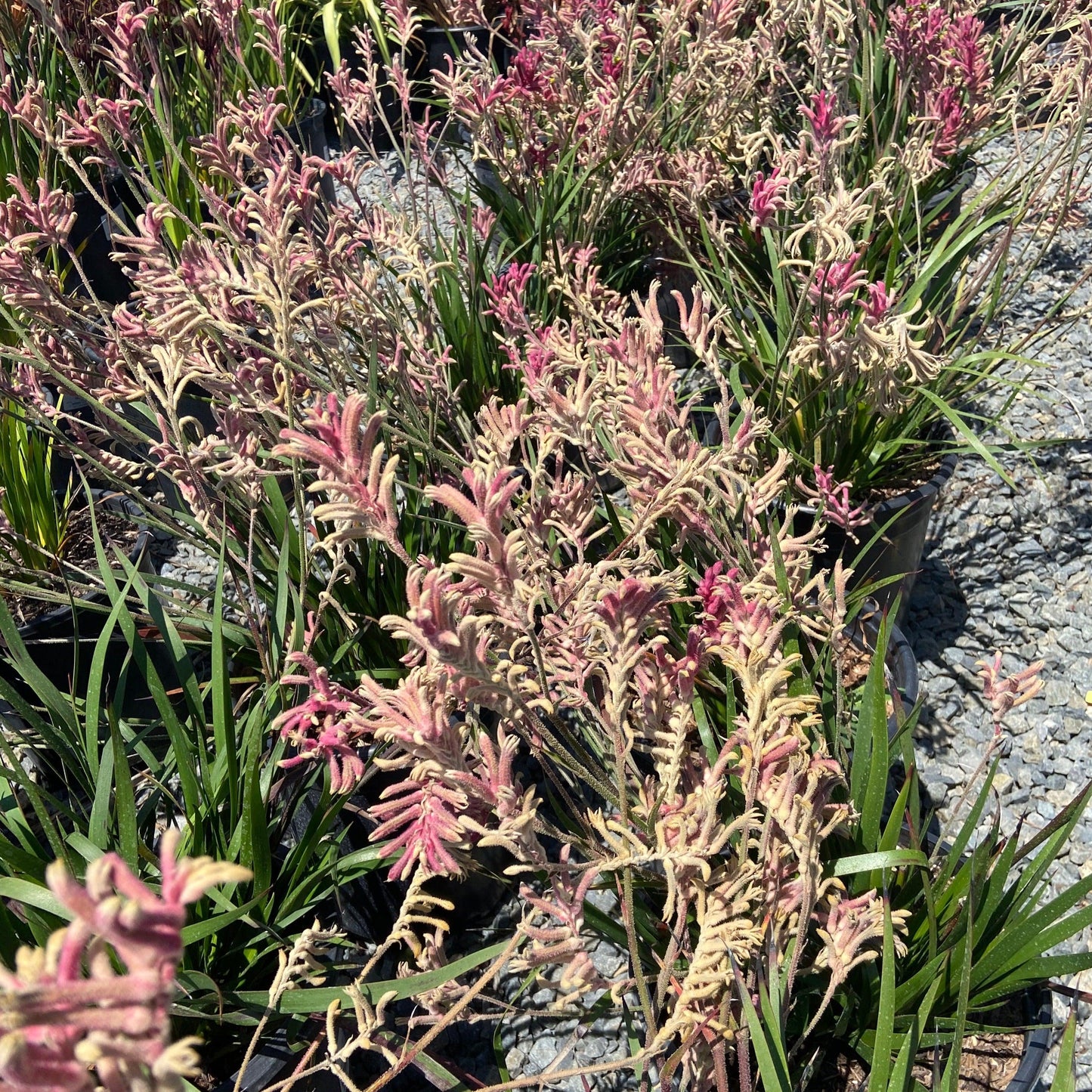 Kanga Pink - Anigozanthos 'Kanga Pink' - Pulled Nursery