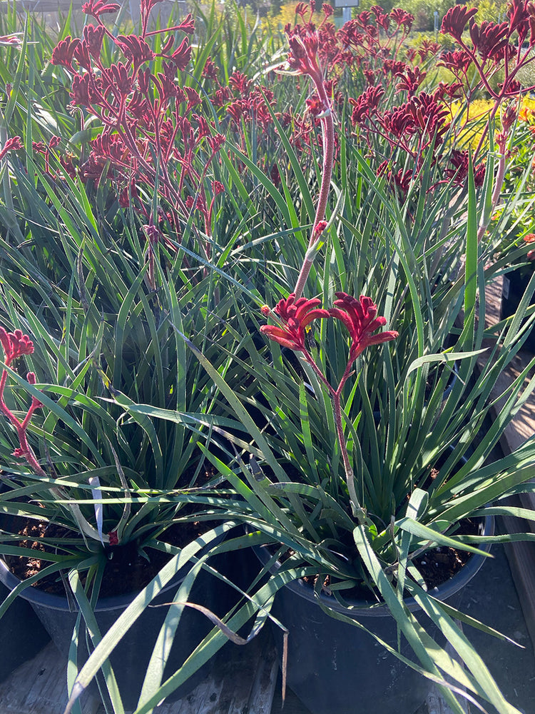 Blackdraft Kangaroo Paw - Anigozanthos rufus Backdraft
