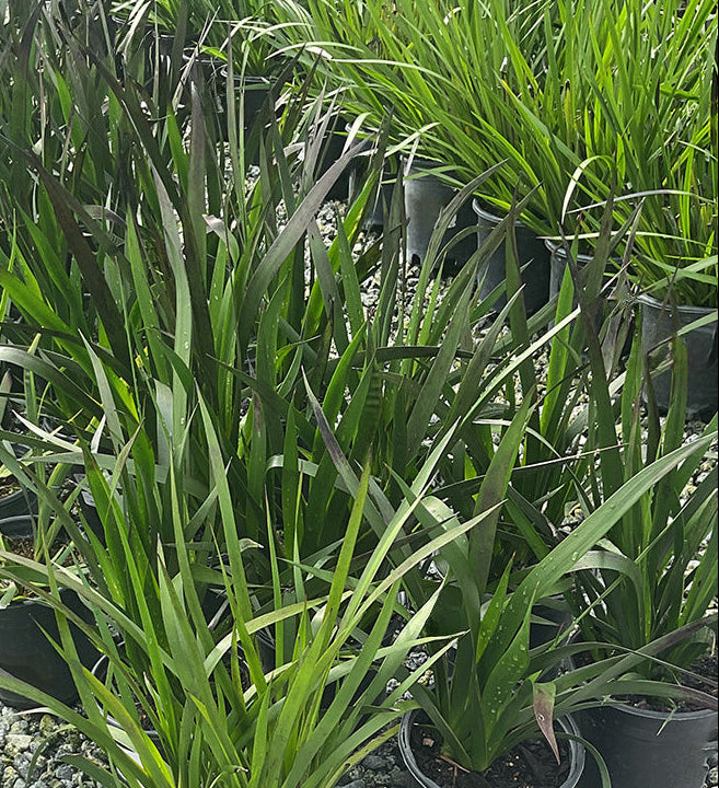 Bush Tango Kagaroo Paw - Anigozanthos 'Bush Tango'