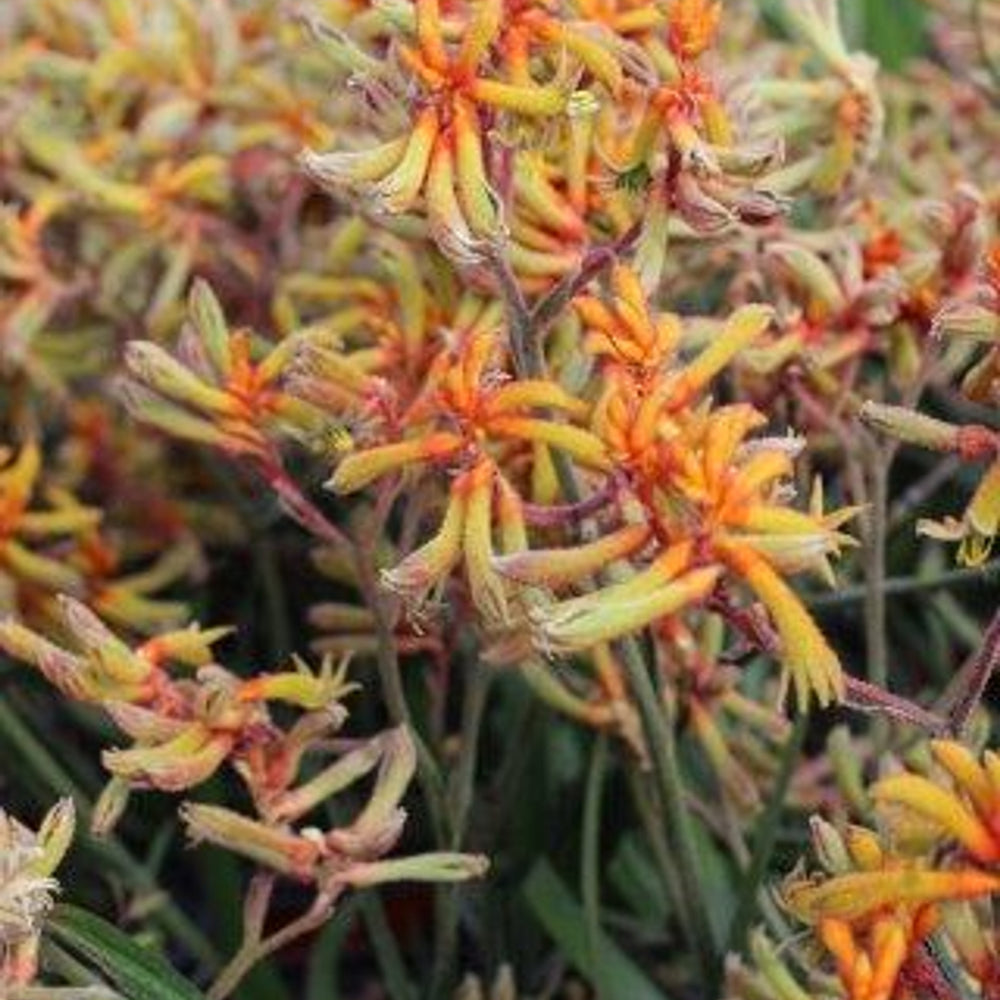 Amber Velvet Kangaroo Paw - Anigozanthos 'Amber Velvet'