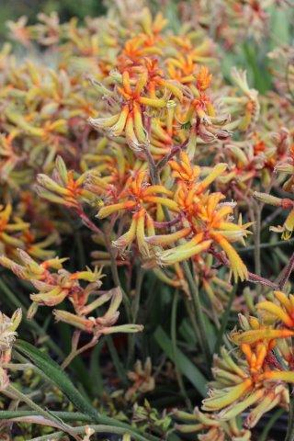 Amber Velvet Kangaroo Paw - Anigozanthos 'Amber Velvet'