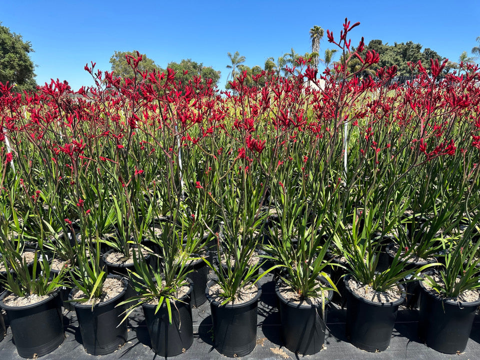 Big Red Kangaroo Paw - Anigozanthos 'Big Red'