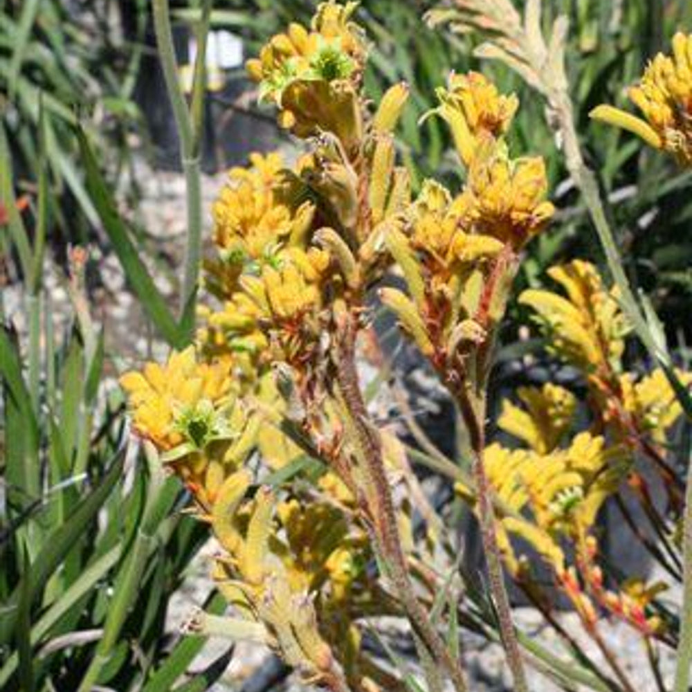 Bush Dawn Kagaroo Paw - Anigozanthos 'Bush Dawn' (Yellow)