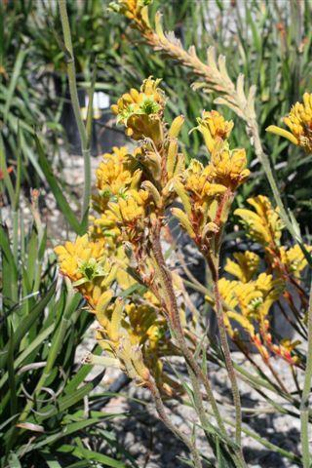 Bush Dawn Kagaroo Paw - Anigozanthos 'Bush Dawn' (Yellow)