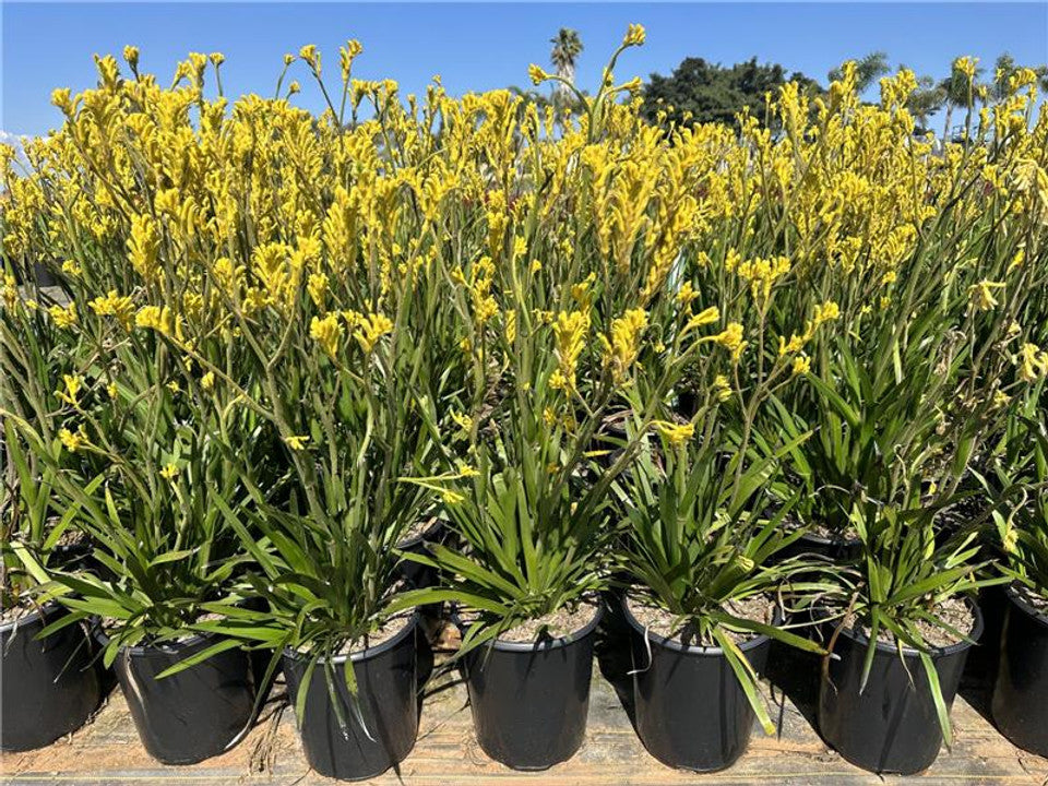 Bush Gold Kagaroo Paw - Anigozanthos 'Bush Gold'