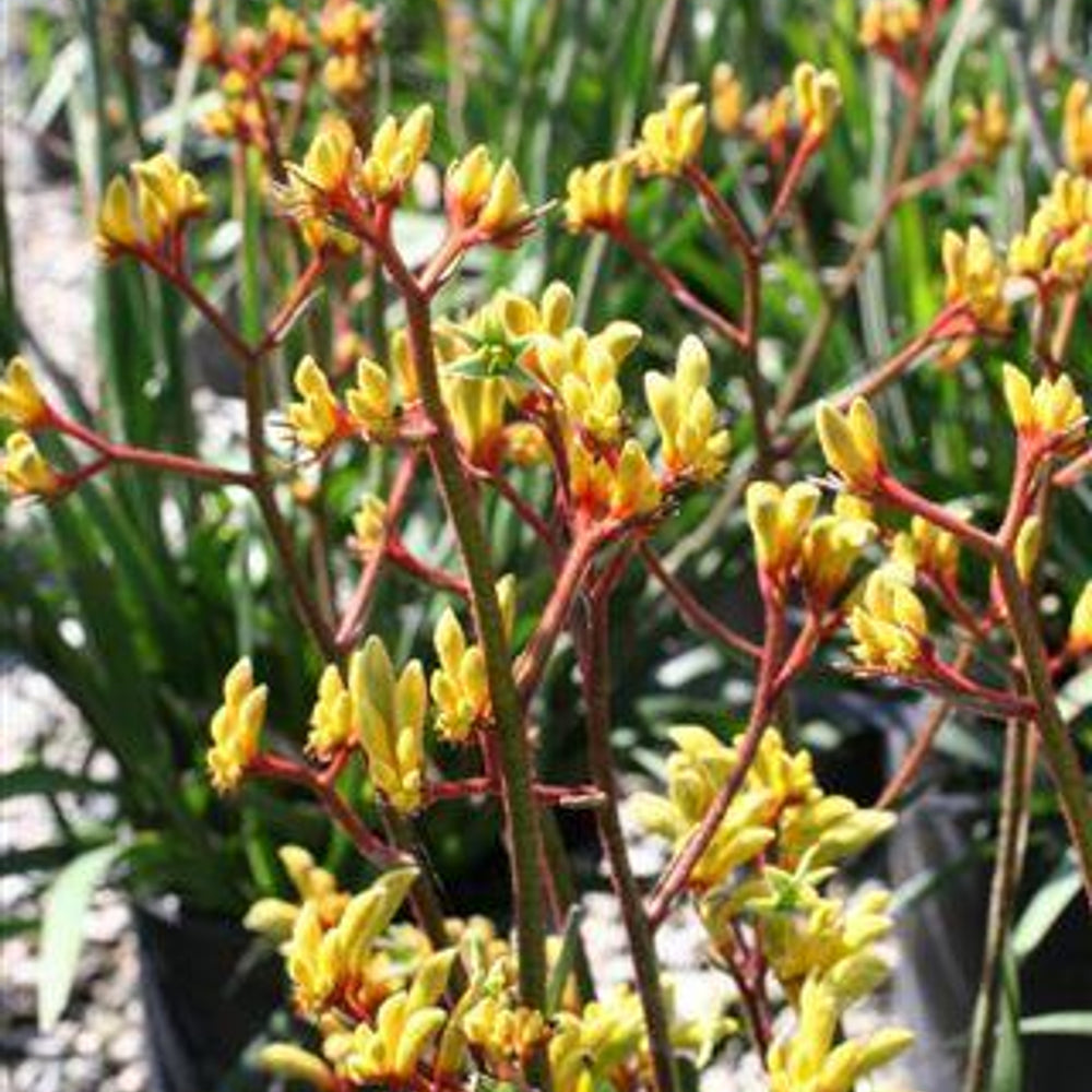 Gold Velvet Kangaroo Paw - Anigozanthos 'Gold Velvet'