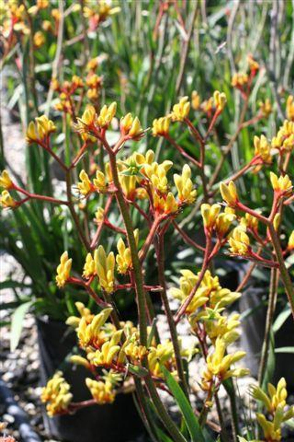 Gold Velvet Kangaroo Paw - Anigozanthos 'Gold Velvet'