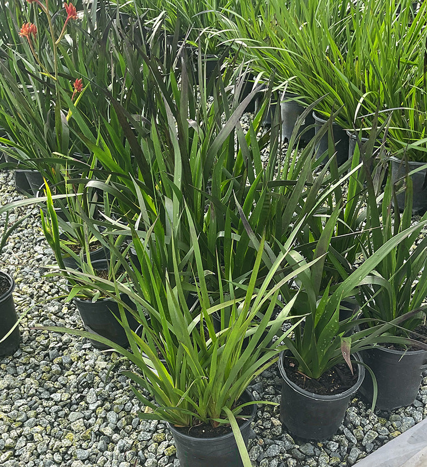 Big Roo Yellow Kangaroo Paw - Anigozanthos 'Big Roo Yellow' – Yardwork