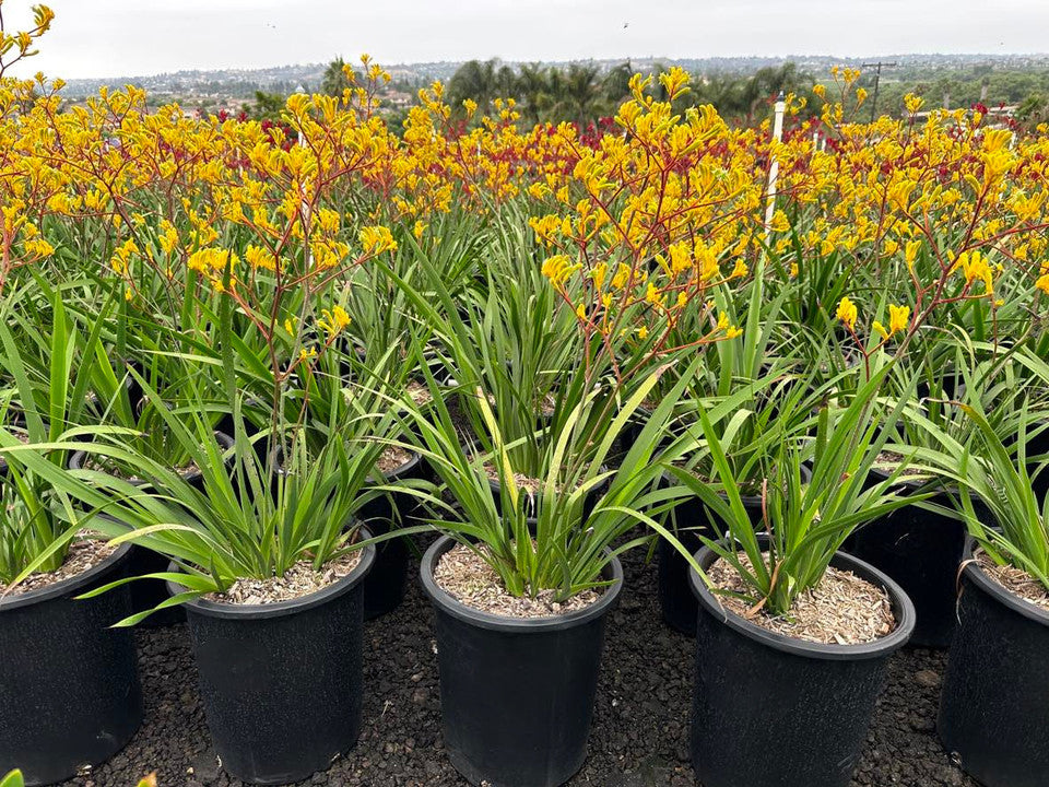 Yellow Gem Kangaroo Paw - Anigozanthos 'Yellow Gem'