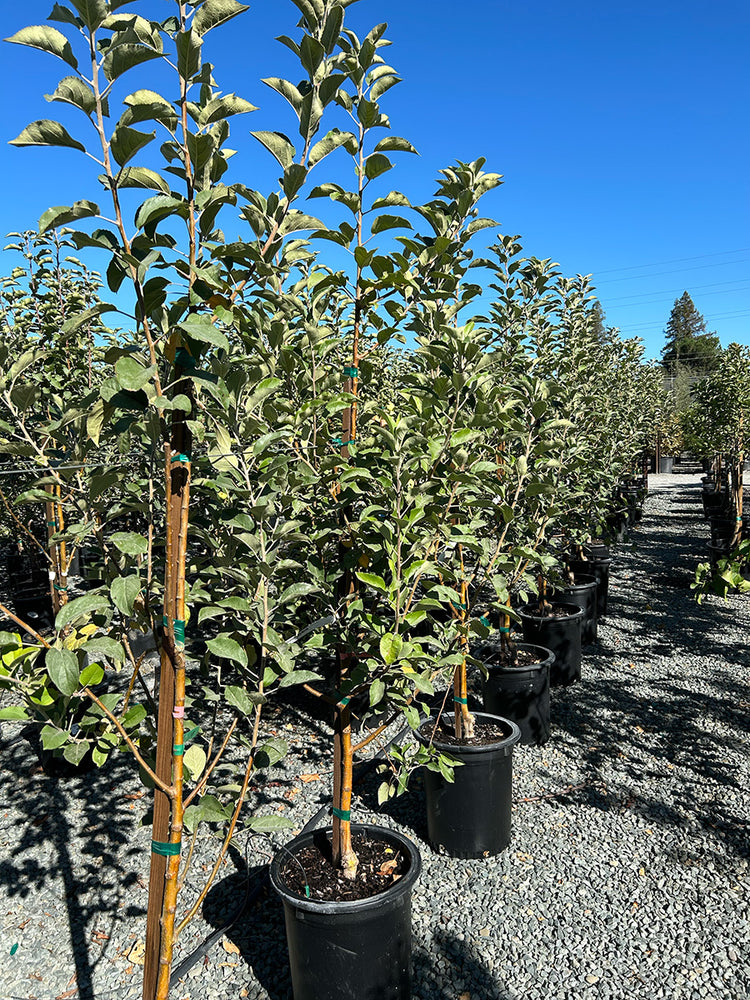 Apple Tree 'Pink Lady'